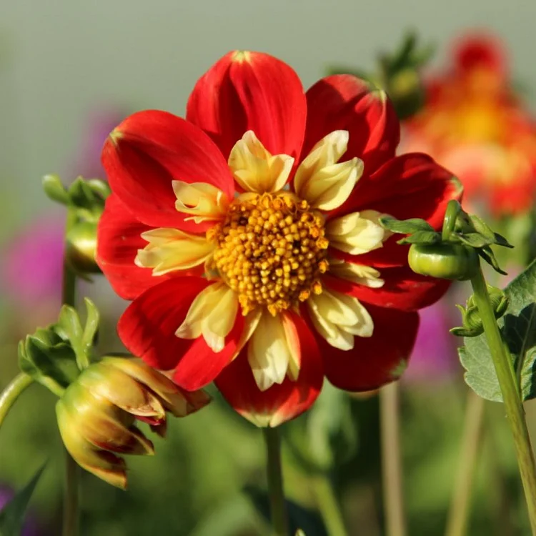 Dawn Mystique Blooms - Dahlia 'Pooh' Seeds