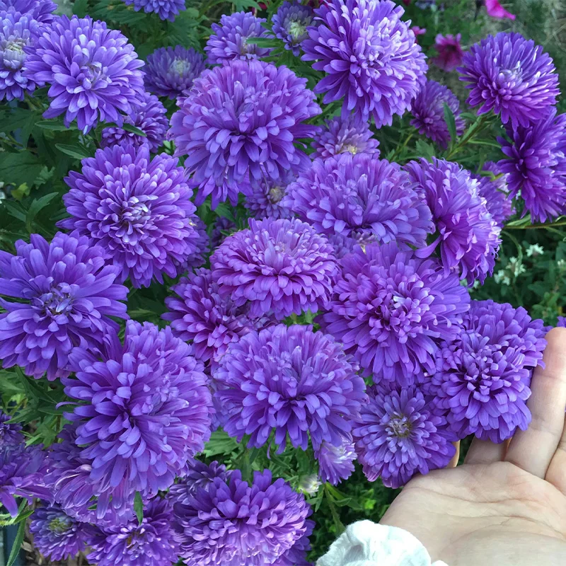 🌹Perennial Double Aster