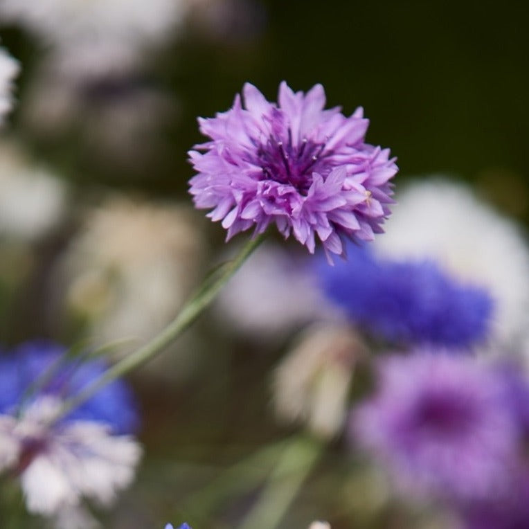 Cornflower Centaurea Mauve Ball Flower | X 80 Seeds