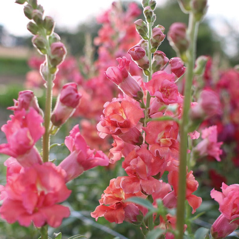 Snapdragon Madame Butterfly Cherry Bronze Flower | X 50 Seeds
