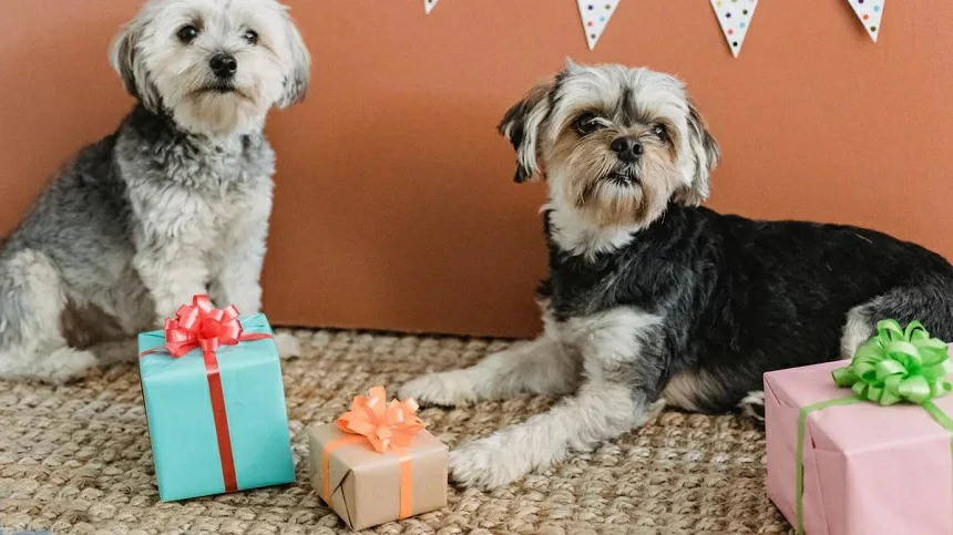 Best Custom Dog Gifts for Every Occasion: Birthdays, Holidays & More