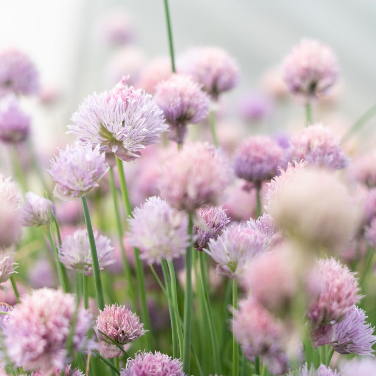 Chives Medium Herb | X 120 Seeds