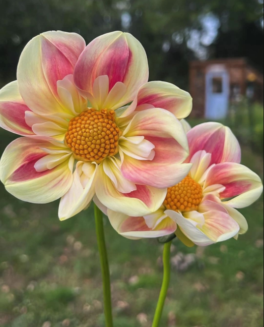  Faery Bloom - April Heather Hydrangea Seeds