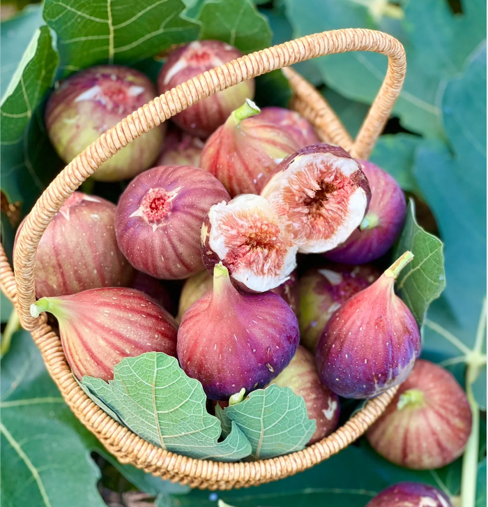 Fig Tree Seeds (Ficus carica), Sweet Fruit Shrub