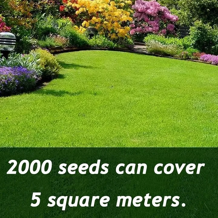 🎁⏰Last Day Promotion - 🌱 Evergreen dwarf grass seed for four seasons🌾 | Create your perfect lawn here🌼