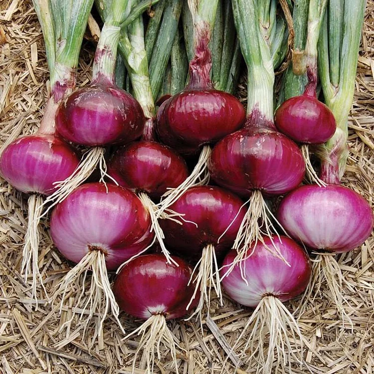 Purple Fruit Onion Vegetable Seeds