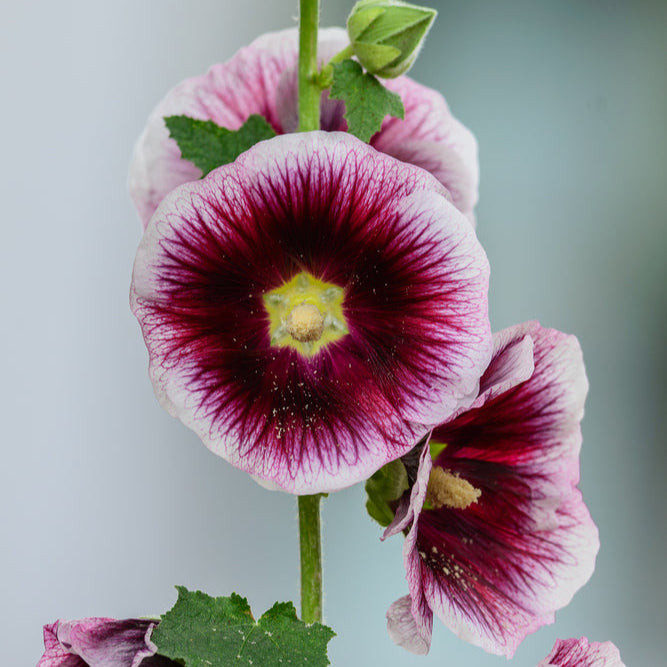 Hollyhock Halo's Creme de Cassis Flower | X 20 Seeds