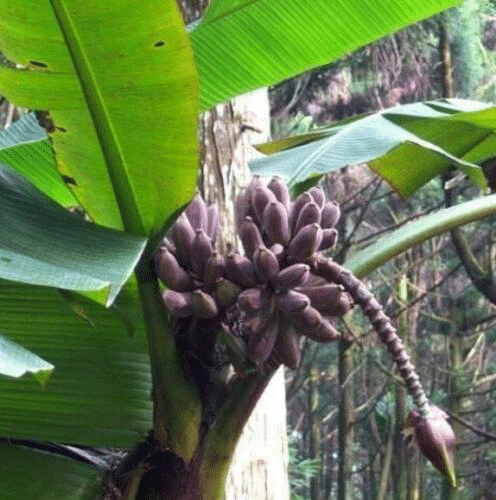 Musa itinerans Burmese Blue-Blue Banana - 10 seeds