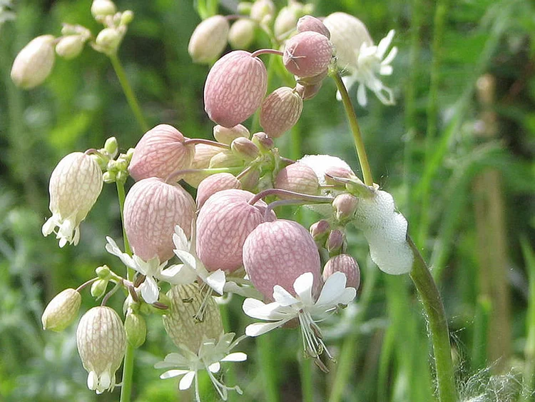 Maidentears - Bladder Campion - Silene vulgaris - 50 seeds 