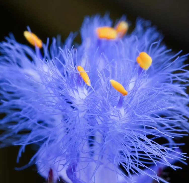 Cyanotis-Purple Blue Perennial Plants Flowers