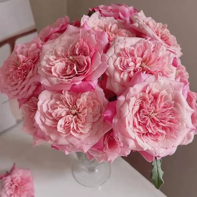 Mikoto Rose Seeds