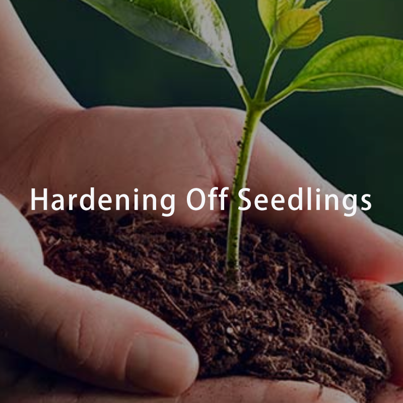 Hardening Off Seedlings