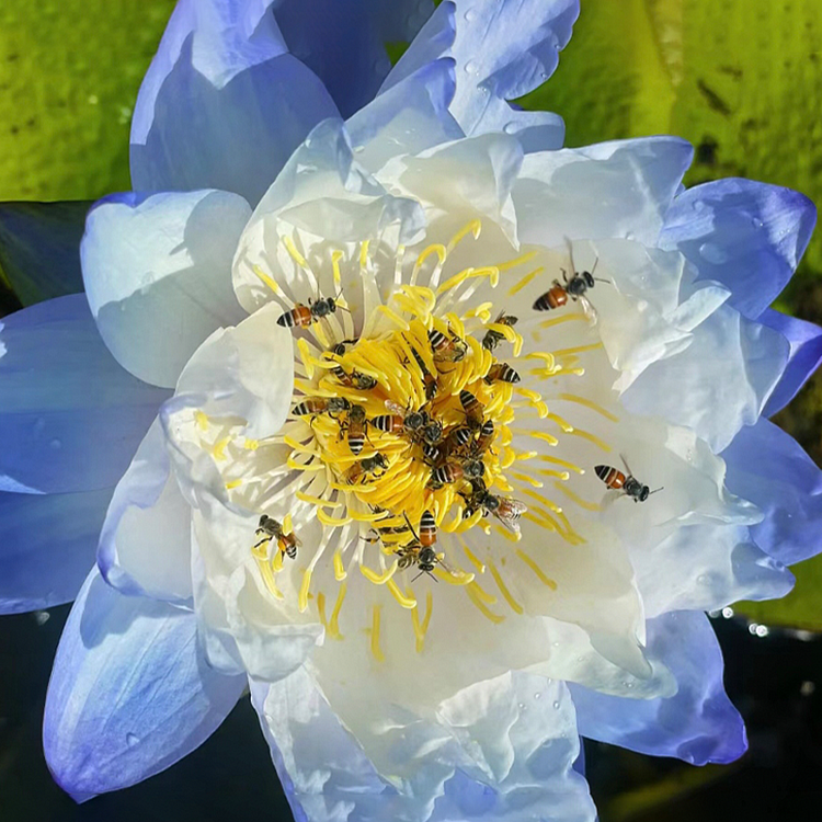 Nymphaea Gigantea Hook-Australian Giant Lotus