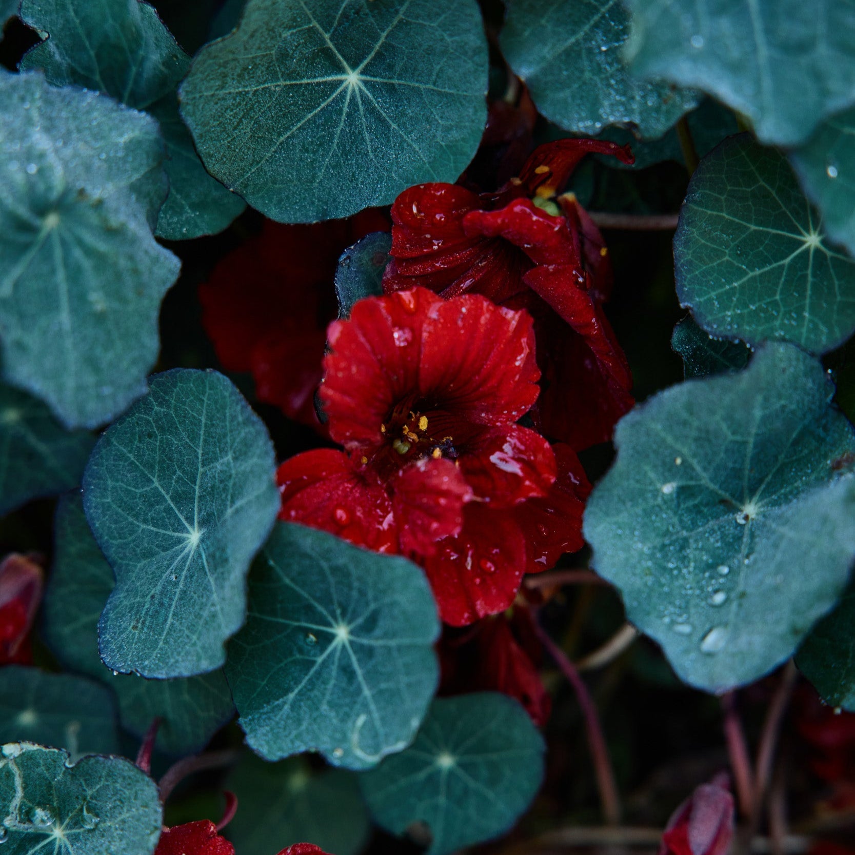 Nasturtium Empress Of India Flower | X 15 Seeds