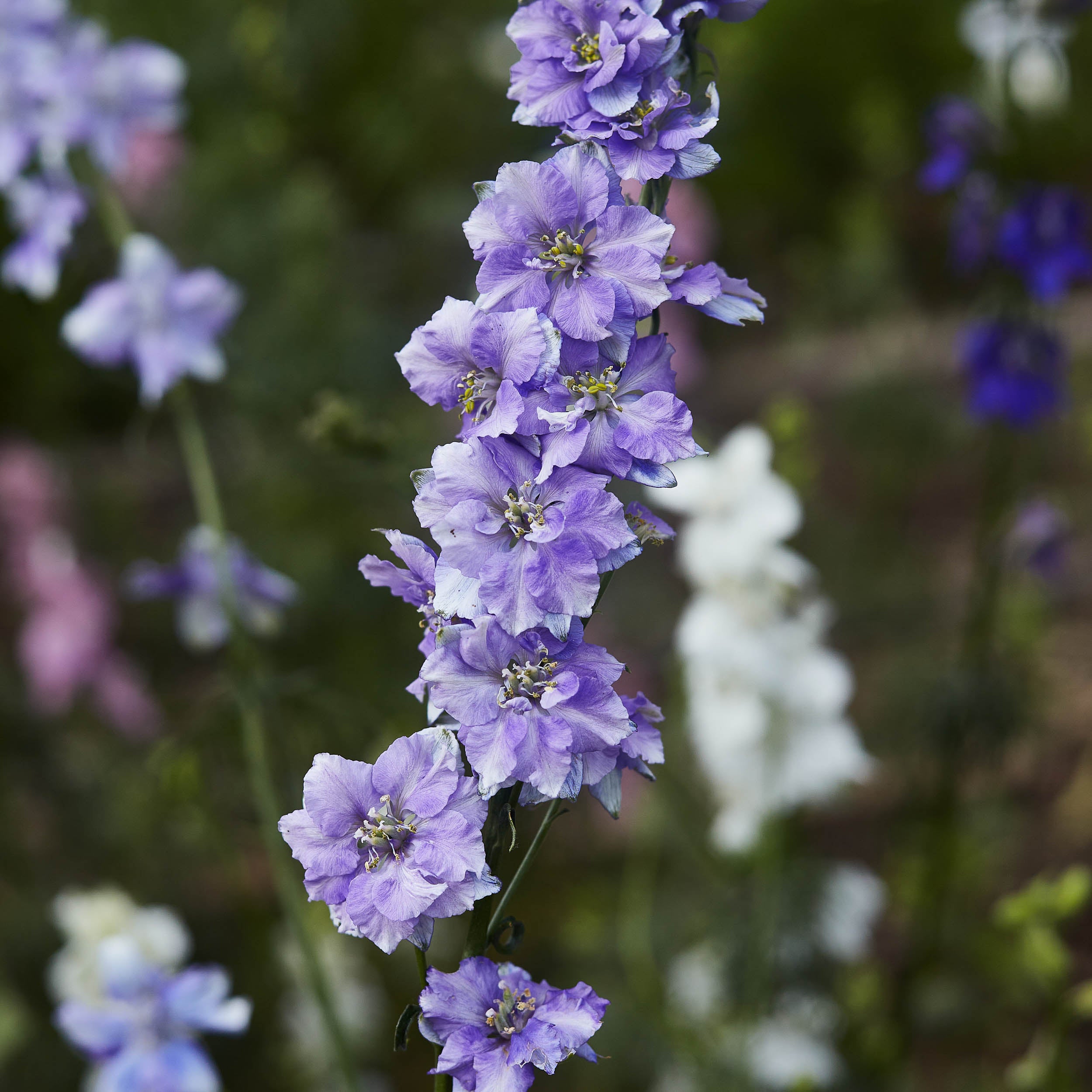 Larkspur Imperial Lilac Spire Flower | X 100 Seeds
