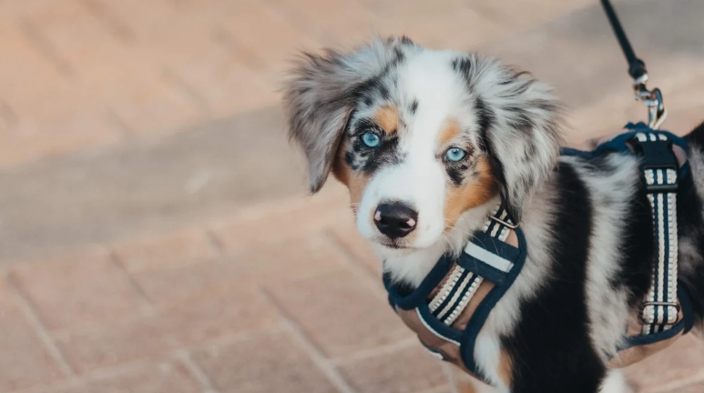 How to Adjust a Dog Harness for Comfort