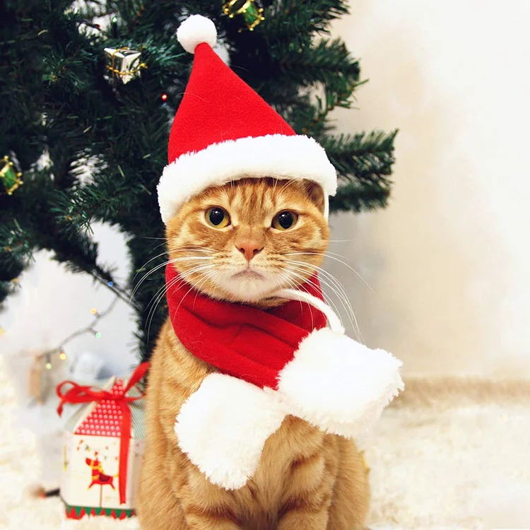 Cat Santa Hat with Scarf for Christmas Holidays