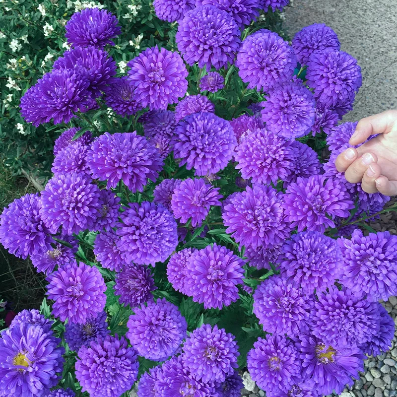 🌹Perennial Double Aster