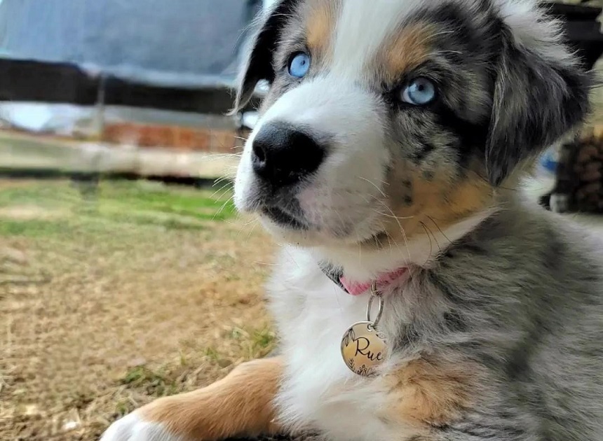 How to Choose the Best Custom Dog Tag for Your Pet’s Safety