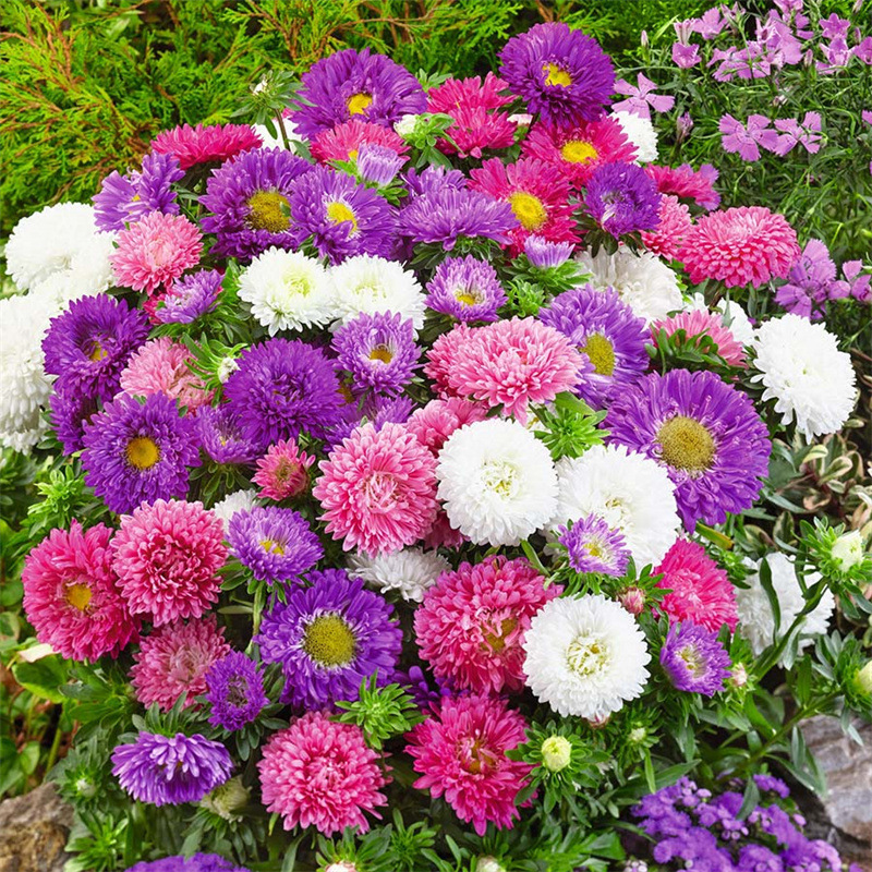 1000 Pcs Mixed Callistephus/Chinese Aster Seeds-Annual | Golovethis®