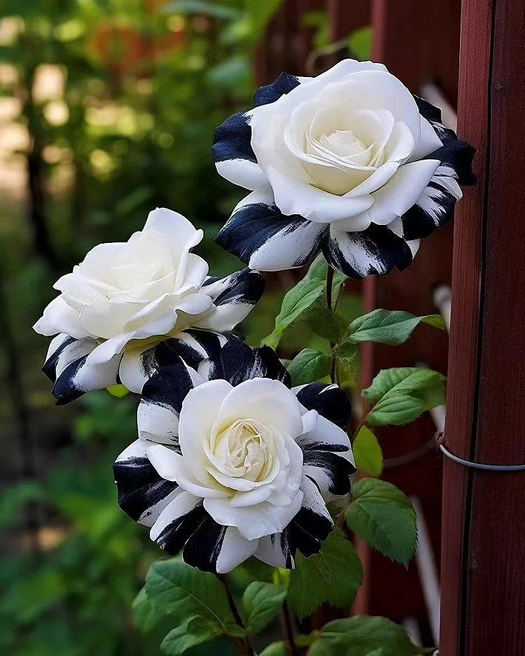 🤍Rare Black and White Twin Roses🖤