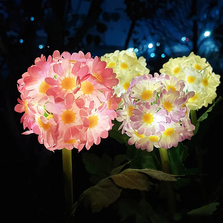 Garden Glow Chrysanthemum