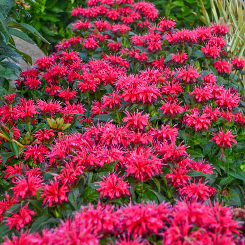 Bee Balm Collection
