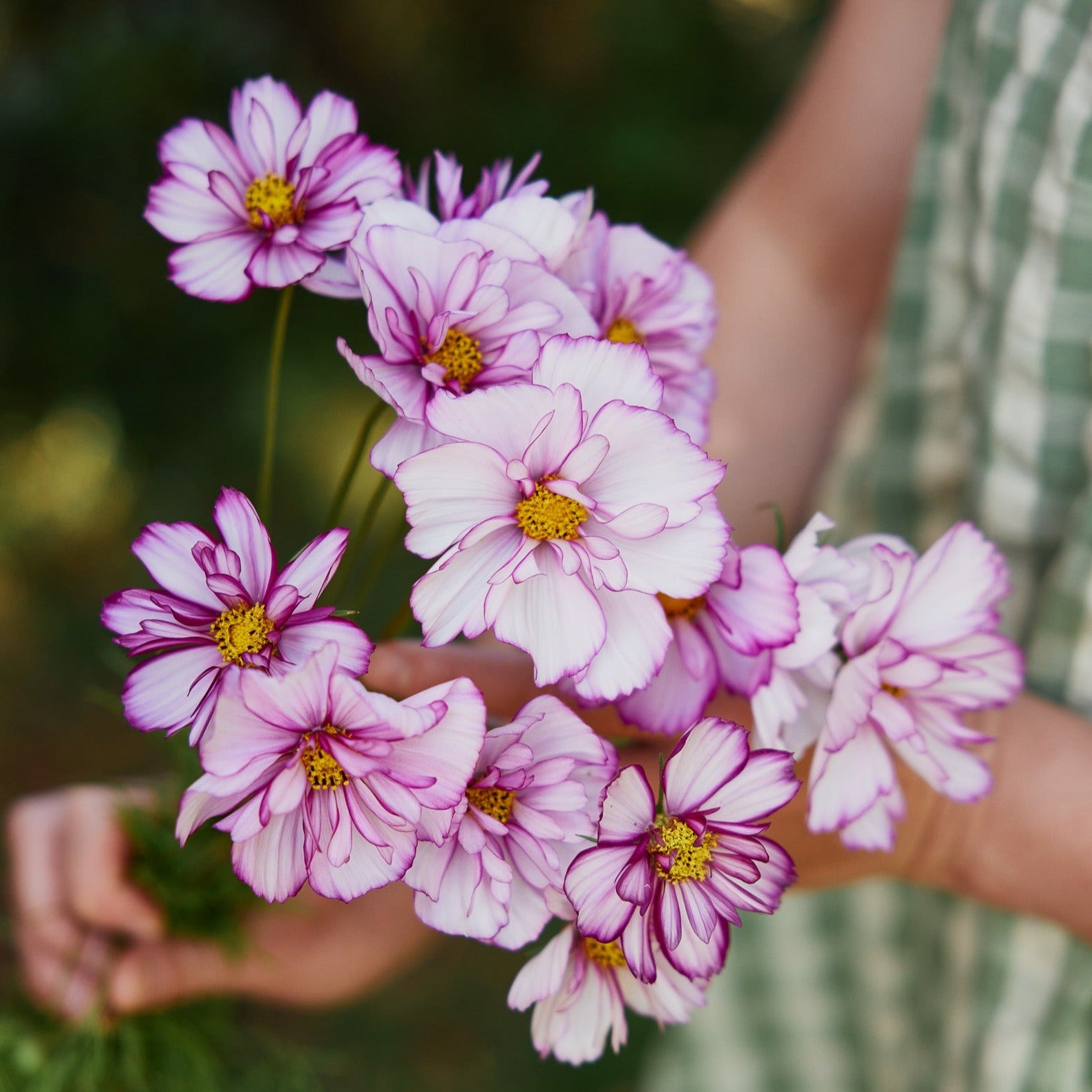 Cosmos Fizzy Picotee Flower | X 50 Seeds