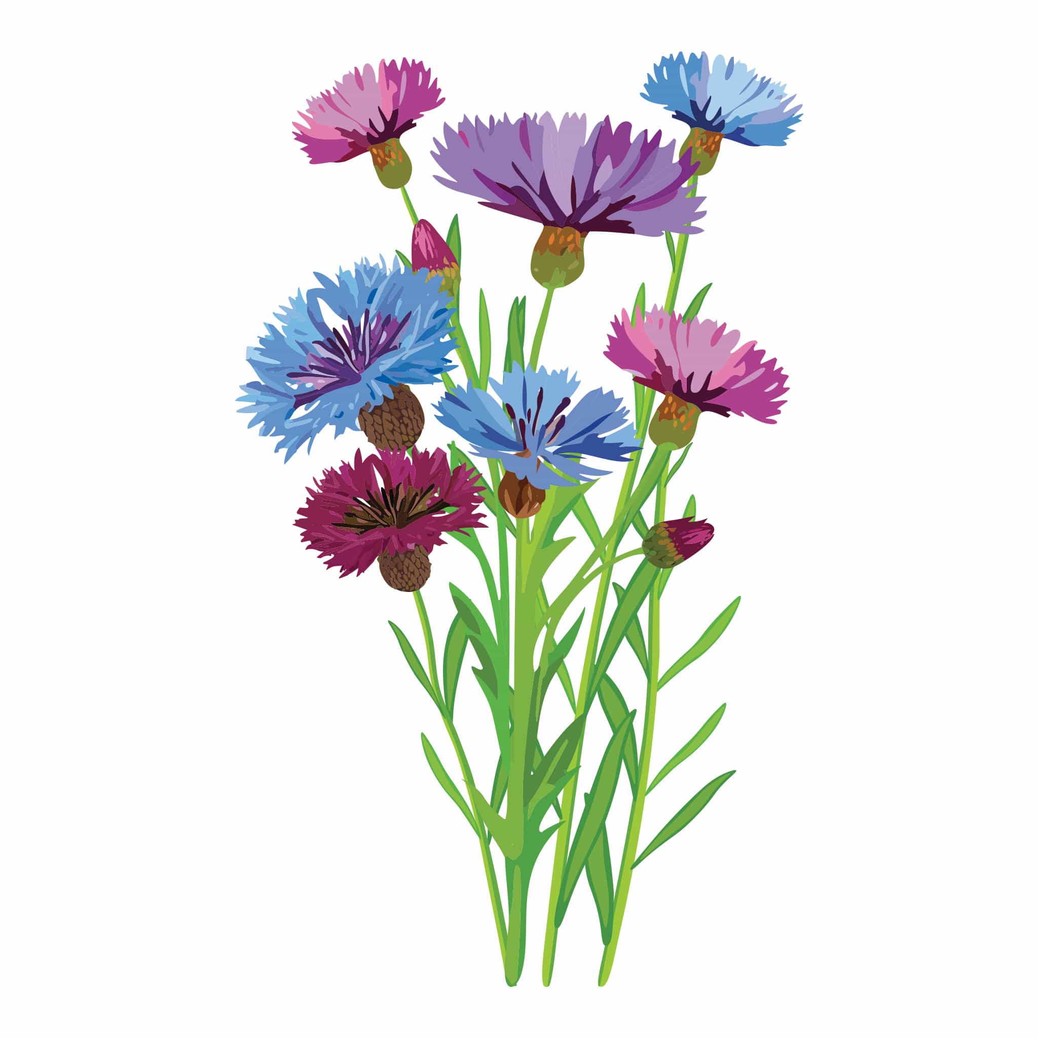 Polka Dot Mix Bachelor's Button