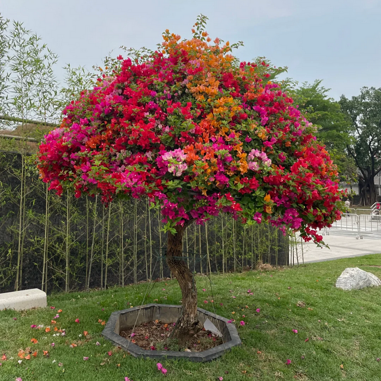 300 days of flowering period, you can do it too 🌸Bougainvillea