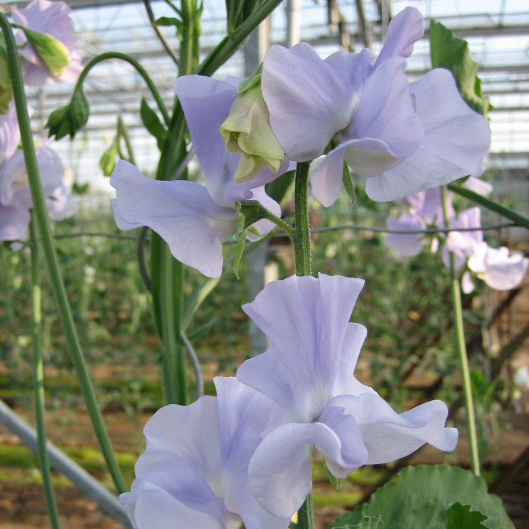 Sweet Pea Spring Sunshine Light Blue Flower | X 10 Seeds