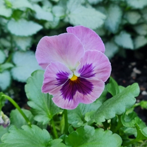 Viola Pansy Nature Rose Pink Flower | X 30 Seeds