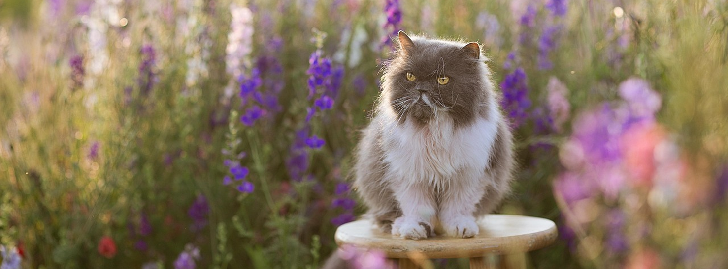 Pets&Gardening