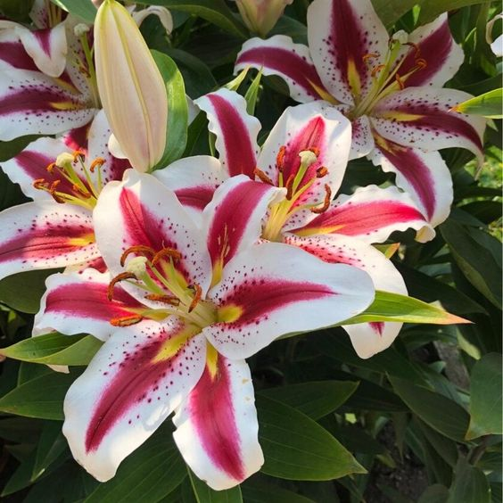 🌸 Red White Rare Color Lily Bulbs– Blooms of Elegance and Grace 🌸