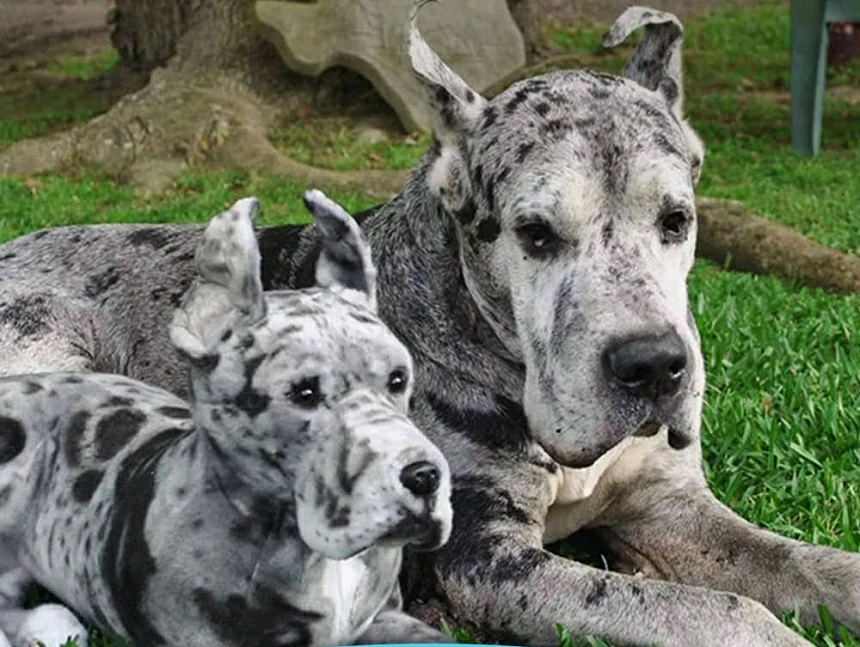 Are Custom Pet Stuffed Animals Worth It? A Guide to Choosing Quality & Avoiding Scams