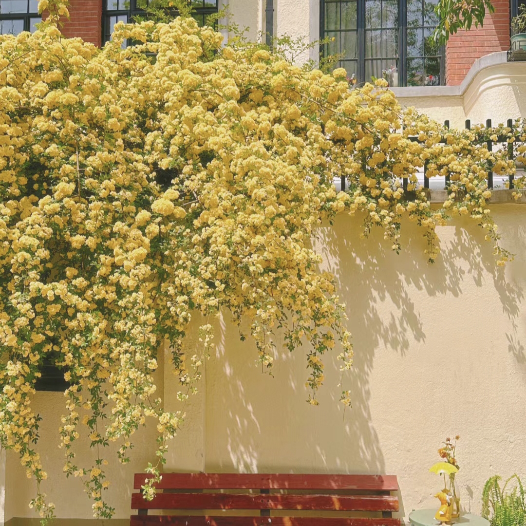 Yellow Banks Rose SeedsSymbolizes Elegance and Happiness