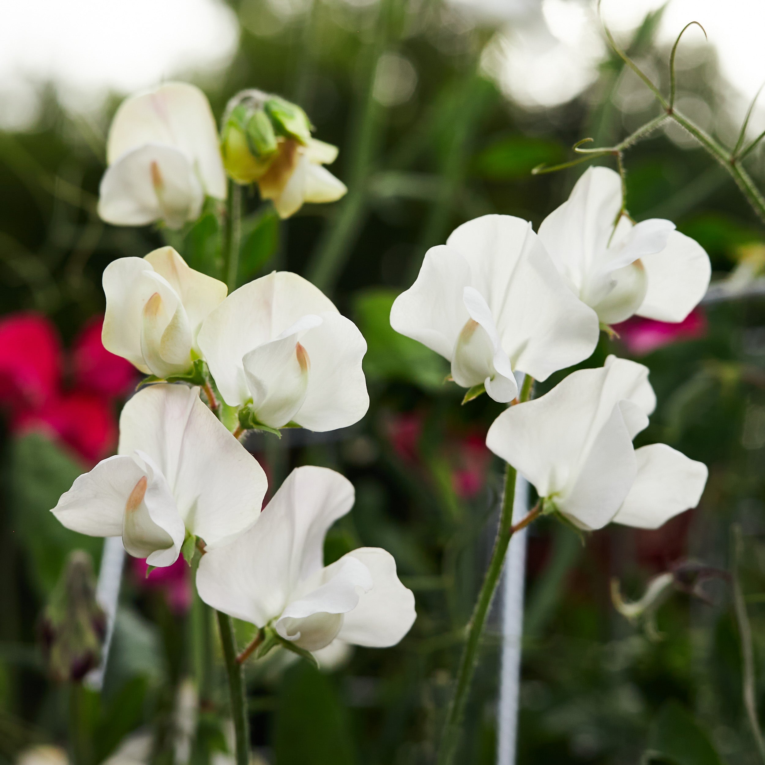 Sweet Pea Elegance White Flower | X 15 Seeds