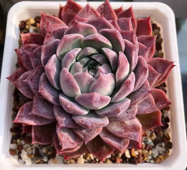 2a38419ea72c892a7b74ae125ae166