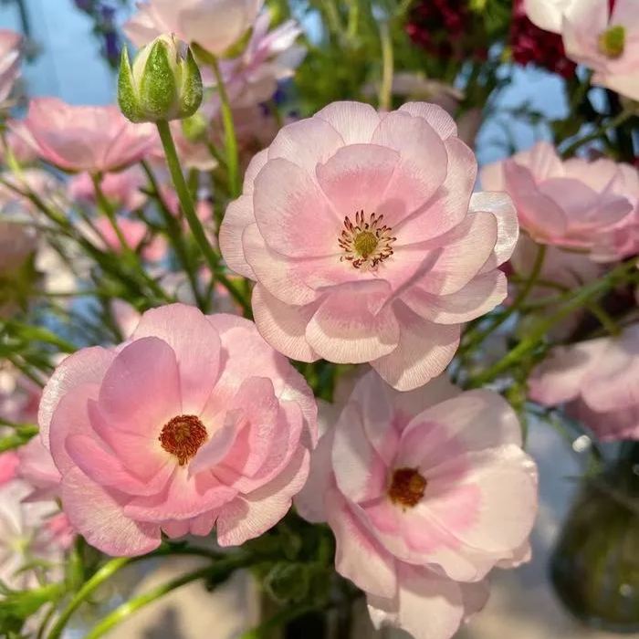 ranunculus様 リクエスト 2点 まとめ商品 Ranunculus Double Cappuccino Buttercup Bulbs – Wayside Gardens