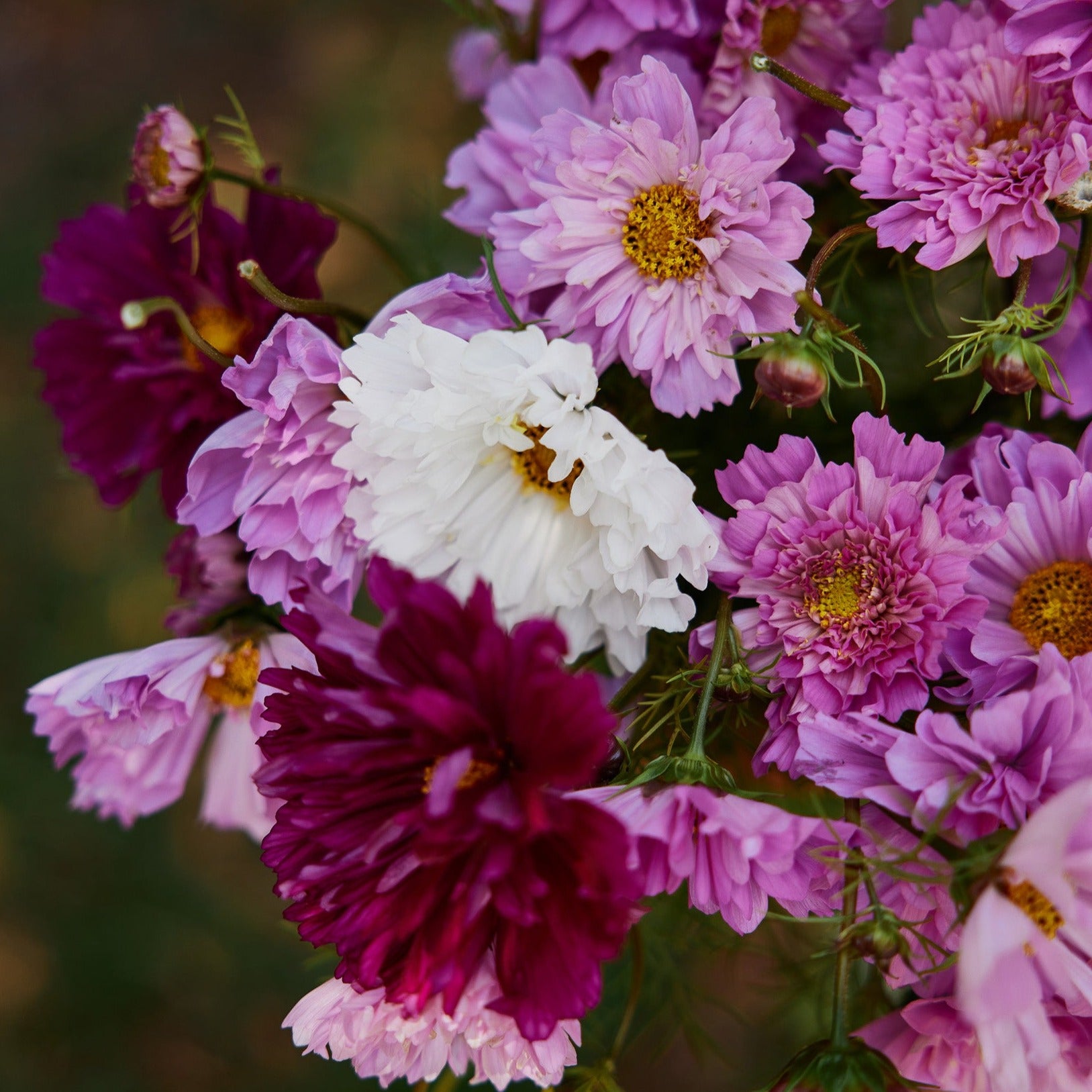 Cosmos Double Click Mix Flower | X 30 Seeds (Pink & White)