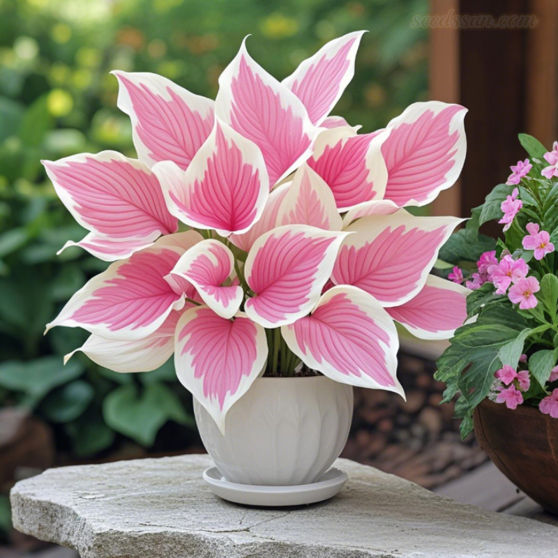 The Enchanting Hosta - Pink and White
