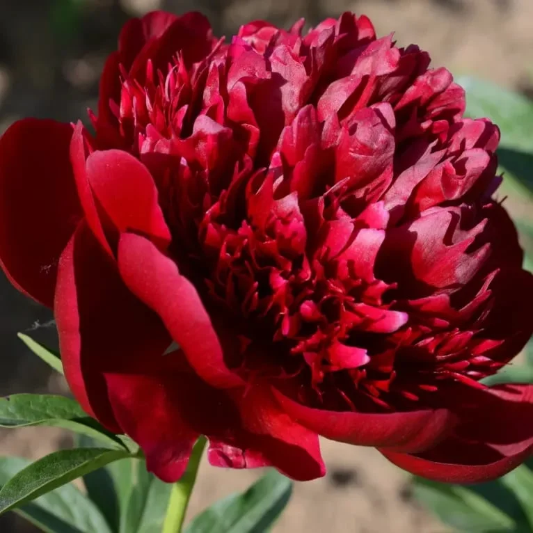 🔥LAST DAY 75% OFF🌺The Queen Of Flowers—Double Petaled Piani