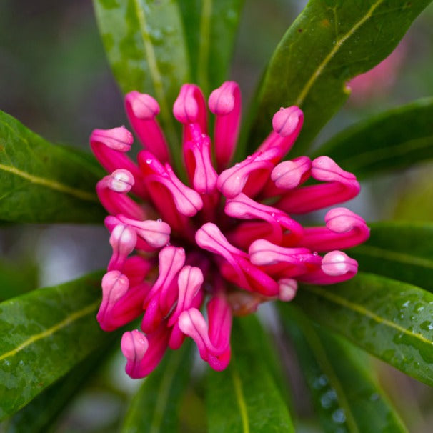 Tasmanian Waratah Telopea truncata Australian Native | X 10 Seeds
