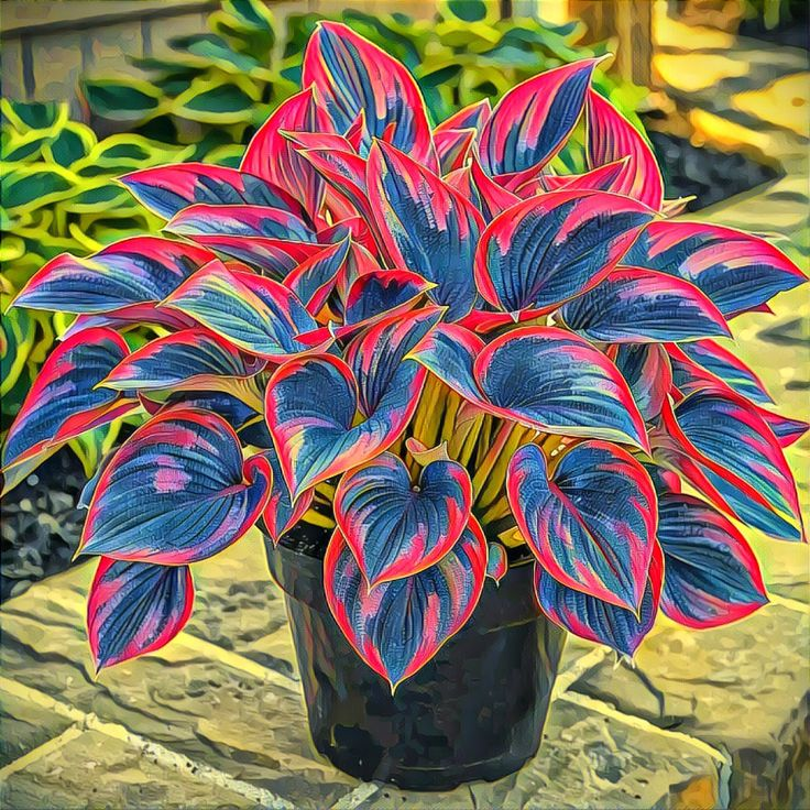 Crimson Edge-Potted Alocasia Bulbs 🍃