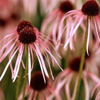 Echinacea Pallida Flower | X 40 Seeds