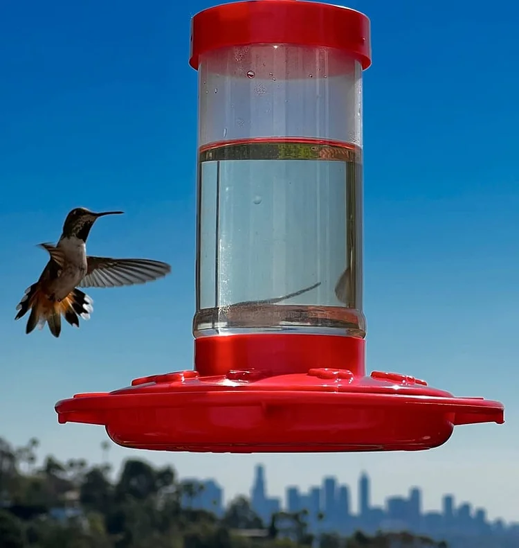 Hummingbird predator