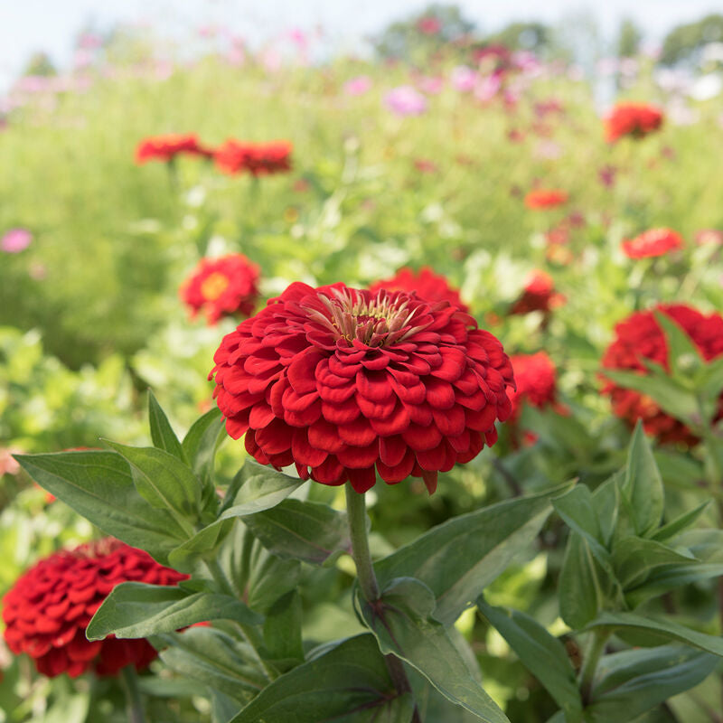 Zinnia Queeny Cherry Red Flower | X 50 Seeds