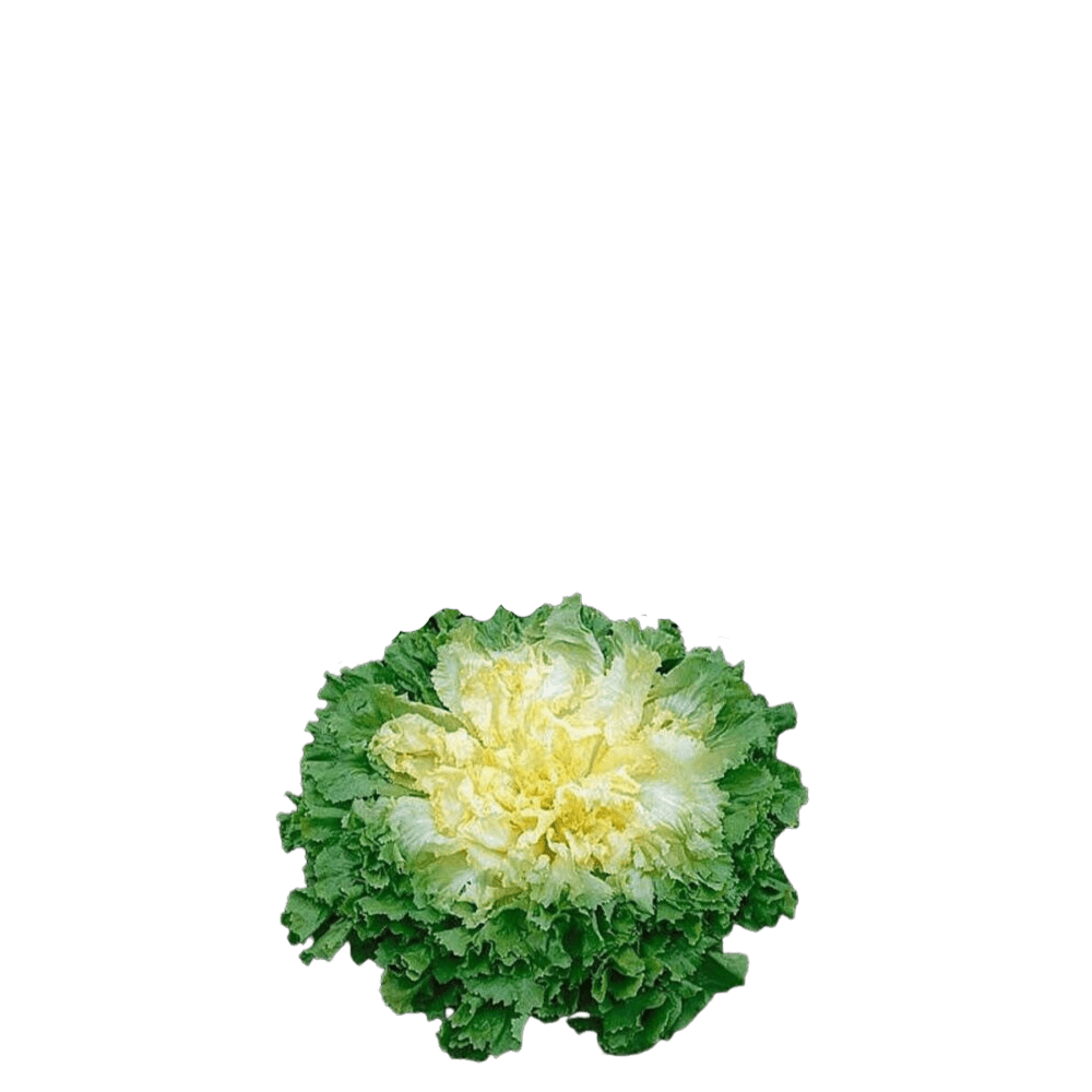 Chicory Endive Frisee Seeds - Gigante hortelana