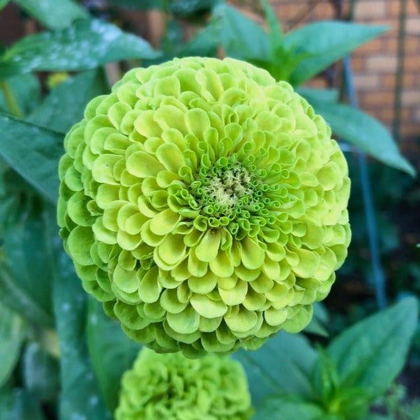 Zinnia Benary's Giant Lime Flower | X 30 Seed