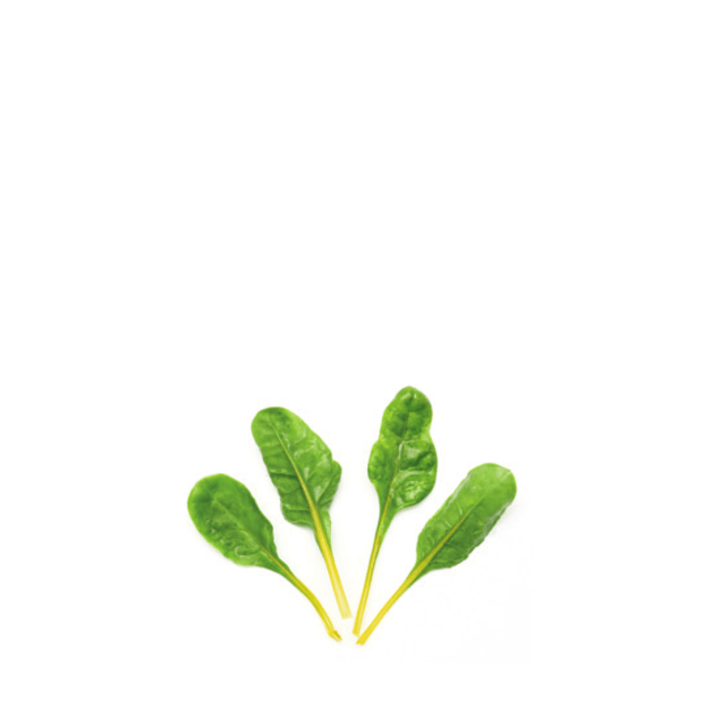 Swiss Chard Yellow Dorat Seeds – Golden Stems, Gourmet Flavor